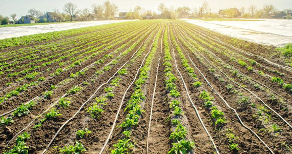 Mulch supplier in Warangal