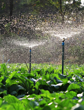 Mulch supplier in Warangal