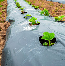 Mulch supplier in Warangal