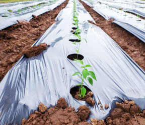 Mulch supplier in Warangal