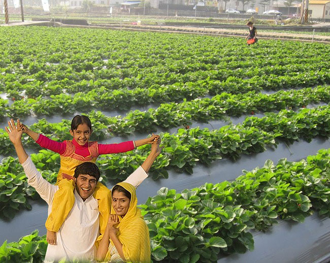 Mulch supplier in Warangal