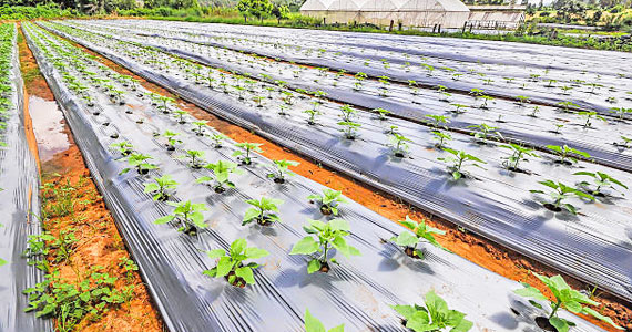 Mulch supplier in Warangal